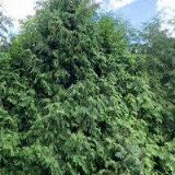 JIŘÍ KOPECKÝ