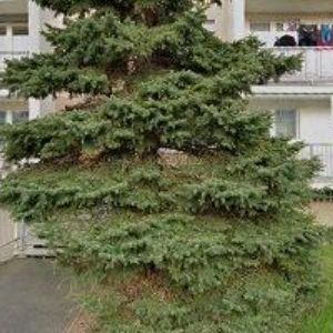 obrazek: avatar JELONEK VLADIMÍR