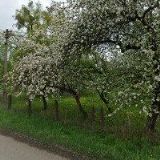 ČESKÝ SVAZ VČELAŘŮ, , ZÁKLADNÍ ORGANIZACE ČESKÉ MEZIŘÍČÍ