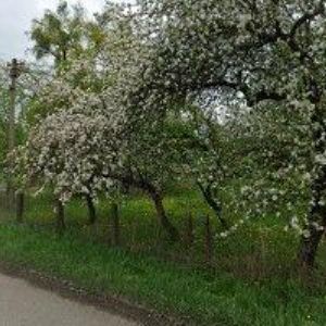 obrazek: avatar ČESKÝ SVAZ VČELAŘŮ, , ZÁKLADNÍ ORGANIZACE ČESKÉ MEZIŘÍČÍ