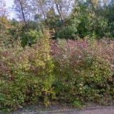 MEMORY IN MEMORY s.r.o.