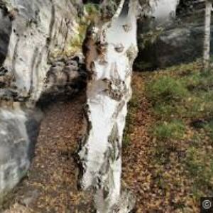 obrazek: avatar ZŠ A MŠ Ludvíkovice