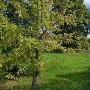 obrazek: avatar HLEDÁM-ZUBAŘE.CZ