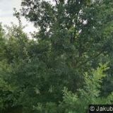 ČESKÝ RYBÁŘSKÝ SVAZ, MÍSTNÍ ORGANIZACE Duchcov