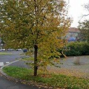 obrazek: avatar VNUČKOVÁ MILENA