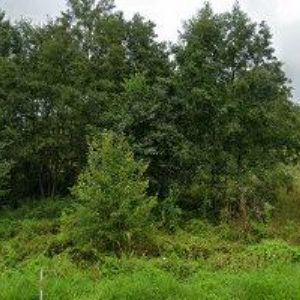 obrazek: avatar MAŠIN ZDENĚK