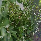 CHEMPLANT TECHNOLOGY , s.r.o.