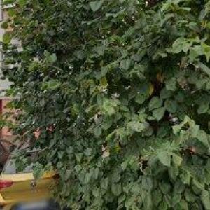 obrazek: avatar DYRŠMÍD FRANTIŠEK