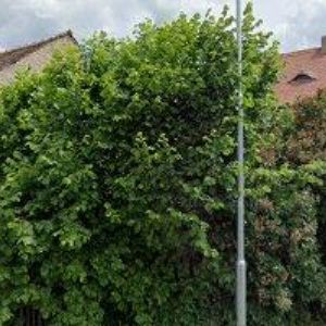 obrazek: avatar RENHOS