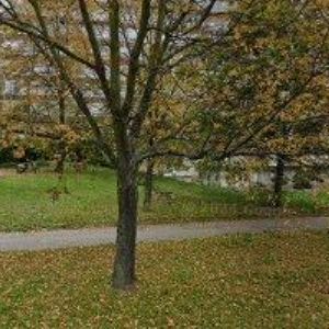 obrazek: avatar ROSKA ÚSTÍ NAD LABEM