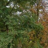 JIRÁTOVÁ JINDŘIŠKA