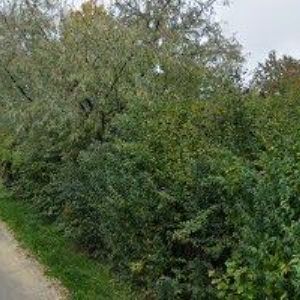 obrazek: avatar TOM 1918 STOPAŘI