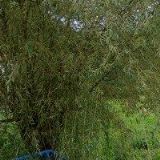 ROZLIVKA TOMÁŠ Ing.