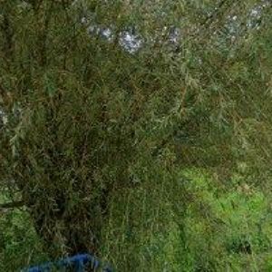 obrazek: avatar ROZLIVKA TOMÁŠ Ing.