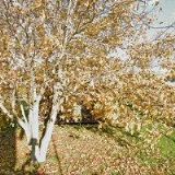 KOORDINÁTOR CV s.r.o.