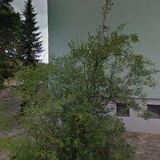 BLAŽÍČEK JAROSLAV