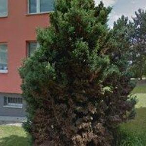 obrazek: avatar SPOLEČENSTVÍ VLASTNÍKŮ U PRAMENU 2488 V LOUNECH