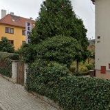 VERONIKA PALEČKOVÁ