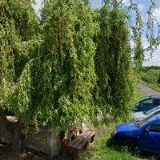 NÁBOŽENSKÁ OBEC CÍRKVE ČESKOSLOVENSKÉ HUSITSKÉ V RADONICÍCH NAD OHŘÍ