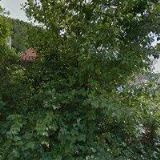 ELIŠKA CHMELAŘOVÁ