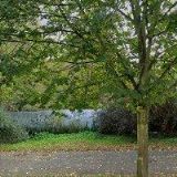 KAROLÍNA SKŘIVANOVÁ