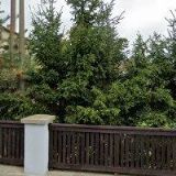 SOŇA LOUTOCKÁ BRANDOVÁ