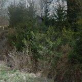 MARIYANA ASENOVA KOLACHNA