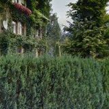 MOHAMED SAID ALI IBRAHIM