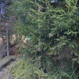 RENÁTA PĚNIČKOVÁ