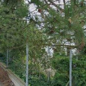 obrazek: avatar KOVO-SAVČUK