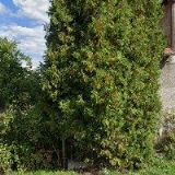 JOHANNES HEINRICH GASSDORF