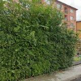 MDDR. MICHAL DIANIŠKA