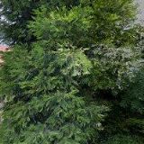 JINDRA KOVAŘÍKOVÁ