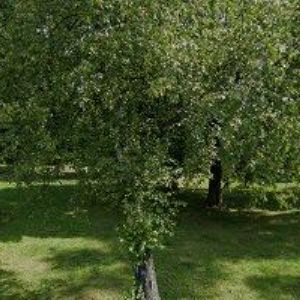 obrazek: avatar TOMEČEK DUŠAN