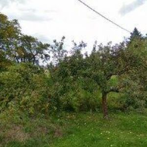 obrazek: avatar RUDOLF KAREL