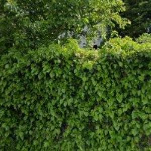 obrazek: avatar PENZION A RESTAURACE MURATY