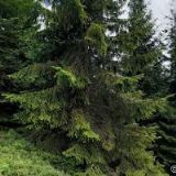 HORSKÁ CHATA GÍROVA