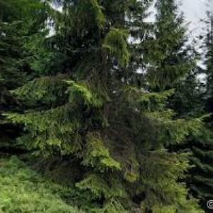 obrazek: avatar HORSKÁ CHATA GÍROVA