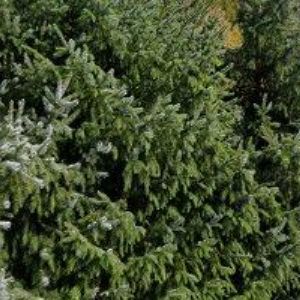 obrazek: avatar SPORT-GRILL