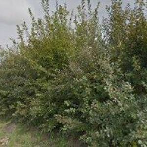 obrazek: avatar HOSPŮDKA STRAKA