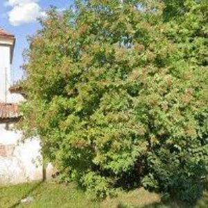 obrazek: avatar PNEUSERVIS U PÍSTA