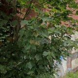 ŠIMANOVÁ MARTINA Mgr.