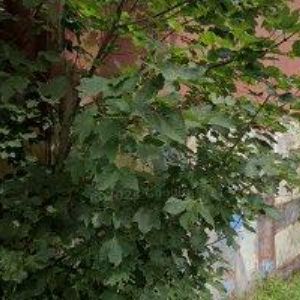 obrazek: avatar ŠIMANOVÁ MARTINA Mgr.