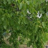 MARTIŠKOVÁ NORA Ing. arch.