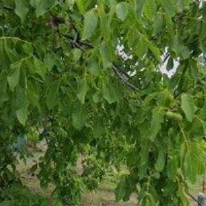 obrazek: avatar MARTIŠKOVÁ NORA Ing. arch.