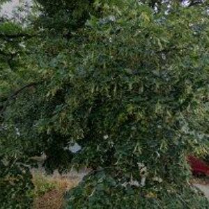 obrazek: avatar UBYTOVNA SLIAČSKÁ