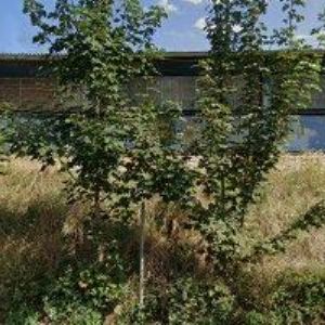 obrazek: avatar TJ SOKOL Kobylisy