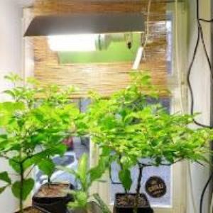 obrazek: avatar VÁNOČNÍ OZDOBY A DEKORACE s.r.o.