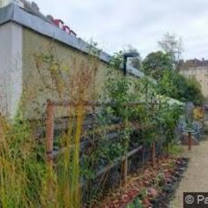 obrazek: avatar SPECIAL GROWER