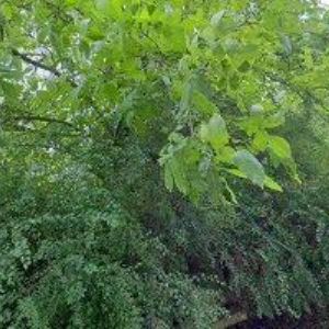 obrazek: avatar TICHÁ ILONA